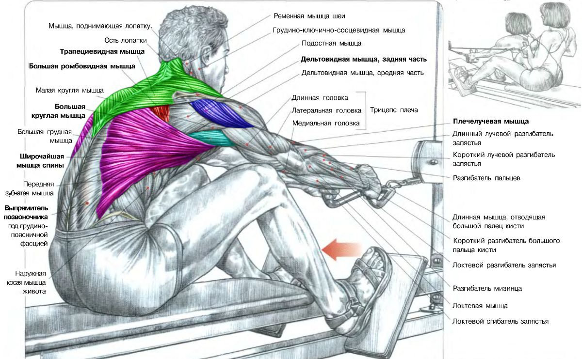 Какие мышцы работают на гребном тренажере